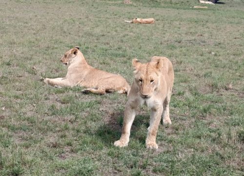 Day Trip to Amboseli National Park from Nairobi