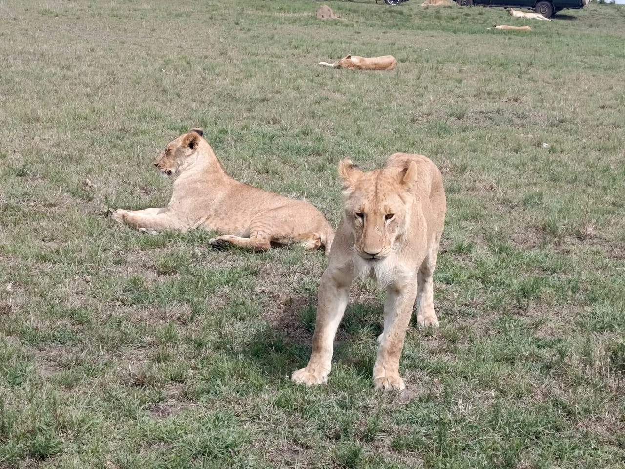Day Trip to Amboseli National Park from Nairobi
